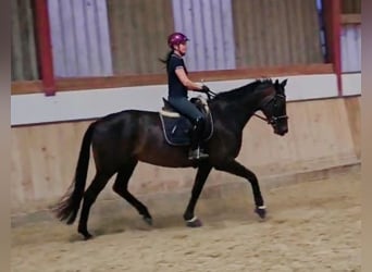Hannoveraner, Stute, 4 Jahre, 168 cm, Schwarzbrauner