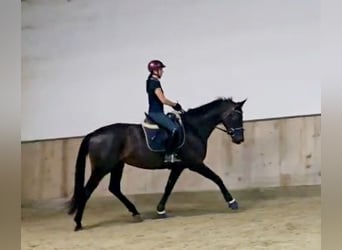 Hannoveraner, Stute, 4 Jahre, 168 cm, Schwarzbrauner