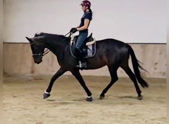 Hannoveraner, Stute, 4 Jahre, 168 cm, Schwarzbrauner