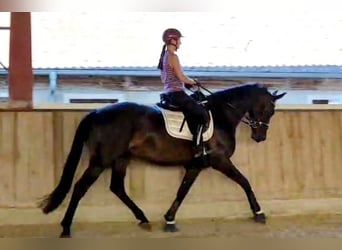 Hannoveraner, Stute, 4 Jahre, 168 cm, Schwarzbrauner