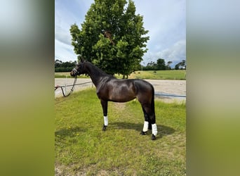 Hannoveraner, Stute, 4 Jahre, 168 cm, Schwarzbrauner