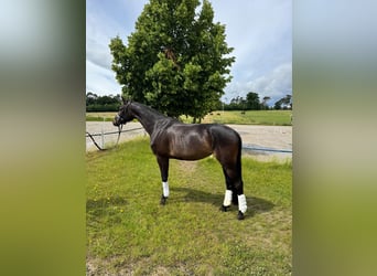 Hannoveraner, Stute, 4 Jahre, 168 cm, Schwarzbrauner