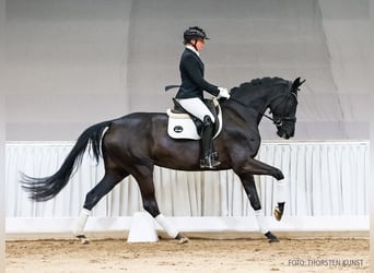 Hannoveraner, Stute, 4 Jahre, 168 cm, Schwarzbrauner
