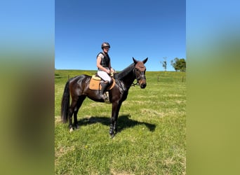 Hannoveraner, Stute, 4 Jahre, 168 cm, Schwarzbrauner