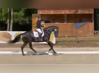 Hannoveraner, Stute, 4 Jahre, 168 cm, Schwarzbrauner