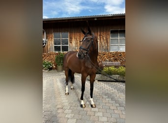 Hannoveraner, Stute, 4 Jahre, 169 cm, Brauner