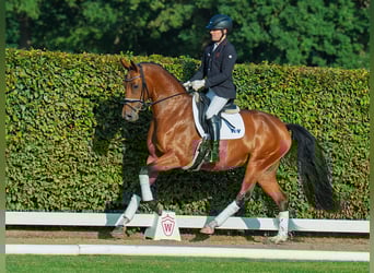 Hannoveraner, Stute, 4 Jahre, 169 cm, Brauner