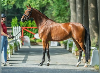 Hannoveraner, Stute, 4 Jahre, 169 cm, Brauner