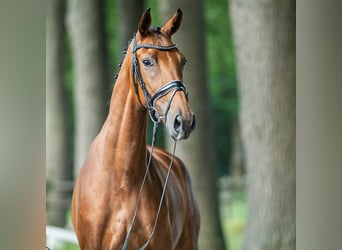 Hannoveraner, Stute, 4 Jahre, 169 cm, Brauner