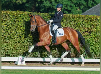 Hannoveraner, Stute, 4 Jahre, 169 cm, Brauner