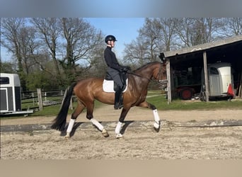 Hannoveraner, Stute, 4 Jahre, 169 cm, Brauner
