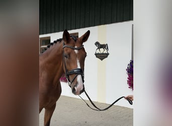 Hannoveraner, Stute, 4 Jahre, 169 cm, Brauner
