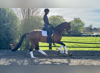 Hannoveraner, Stute, 4 Jahre, 169 cm, Brauner