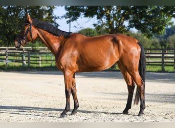 Hannoveraner, Stute, 4 Jahre, 169 cm, Brauner