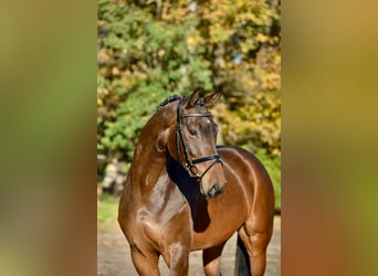 Hannoveraner, Stute, 4 Jahre, 169 cm, Dunkelbrauner