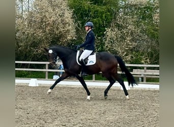 Hannoveraner, Stute, 4 Jahre, 169 cm, Dunkelbrauner
