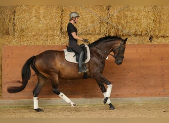 Hannoveraner, Stute, 4 Jahre, 169 cm, Dunkelbrauner