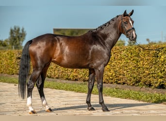 Hannoveraner, Stute, 4 Jahre, 169 cm, Dunkelbrauner