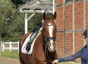 Hannoveraner, Stute, 4 Jahre, 169 cm, Dunkelfuchs