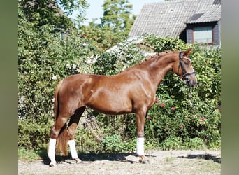 Hannoveraner, Stute, 4 Jahre, 169 cm, Dunkelfuchs