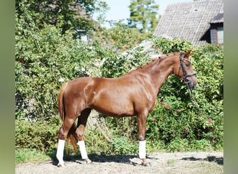 Hannoveraner, Stute, 4 Jahre, 169 cm, Dunkelfuchs