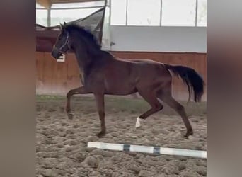 Hannoveraner, Stute, 4 Jahre, 169 cm, Dunkelfuchs