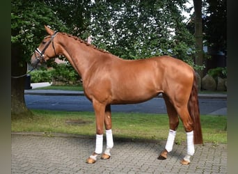 Hannoveraner, Stute, 4 Jahre, 169 cm, Fuchs