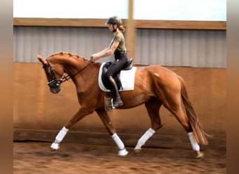 Hannoveraner, Stute, 4 Jahre, 169 cm, Fuchs