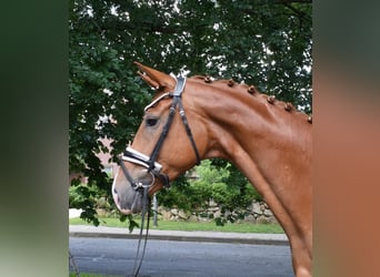 Hannoveraner, Stute, 4 Jahre, 169 cm, Fuchs