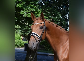 Hannoveraner, Stute, 4 Jahre, 169 cm, Fuchs