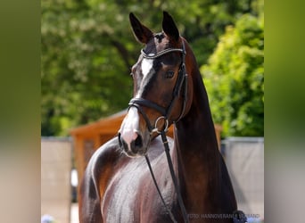 Hannoveraner, Stute, 4 Jahre, 169 cm, Fuchs