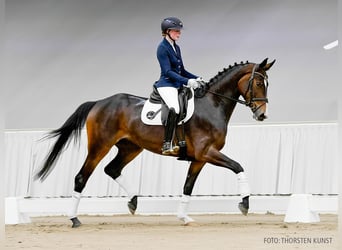 Hannoveraner, Stute, 4 Jahre, 169 cm, Fuchs