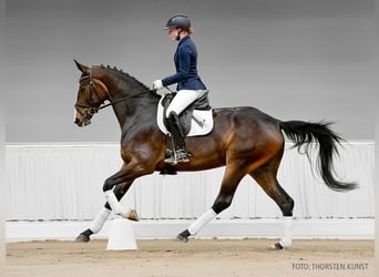 Hannoveraner, Stute, 4 Jahre, 169 cm, Fuchs