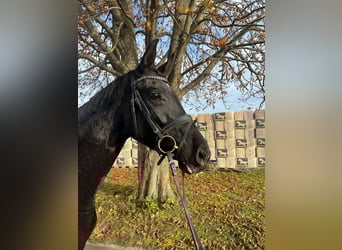 Hannoveraner, Stute, 4 Jahre, 169 cm, Rappe