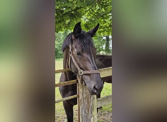 Hannoveraner, Stute, 4 Jahre, 169 cm, Rappe