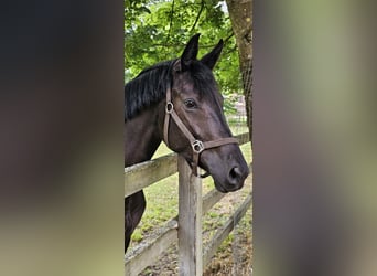 Hannoveraner, Stute, 4 Jahre, 169 cm, Rappe