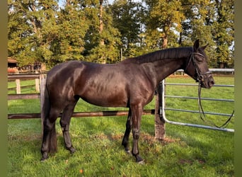 Hannoveraner, Stute, 4 Jahre, 169 cm, Rappe