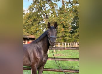 Hannoveraner, Stute, 4 Jahre, 169 cm, Rappe
