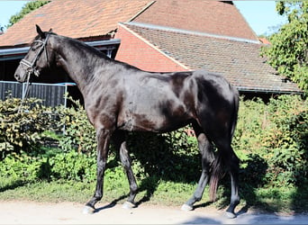 Hannoveraner, Stute, 4 Jahre, 169 cm, Rappe