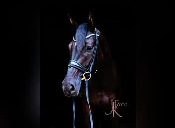Hannoveraner Mix, Stute, 4 Jahre, 169 cm, Rappe