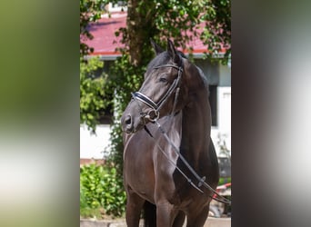 Hannoveraner, Stute, 4 Jahre, 169 cm, Rappe