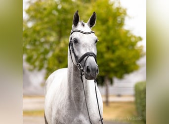 Hannoveraner, Stute, 4 Jahre, 169 cm, Schimmel