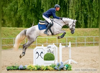 Hannoveraner, Stute, 4 Jahre, 169 cm, Schimmel