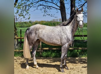 Hannoveraner, Stute, 4 Jahre, 169 cm, Schimmel