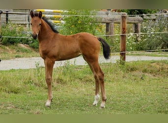 Hannoveraner, Stute, 4 Jahre, 170 cm, Brauner