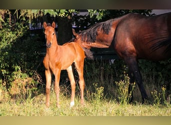 Hannoveraner, Stute, 4 Jahre, 170 cm, Brauner