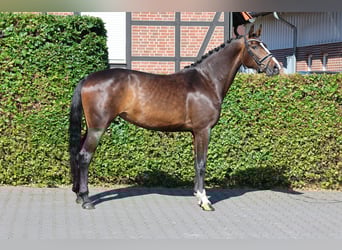 Hannoveraner, Stute, 4 Jahre, 170 cm, Brauner