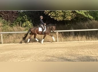 Hannoveraner, Stute, 4 Jahre, 170 cm, Brauner