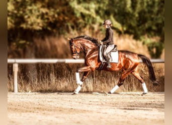 Hannoveraner, Stute, 4 Jahre, 170 cm, Brauner