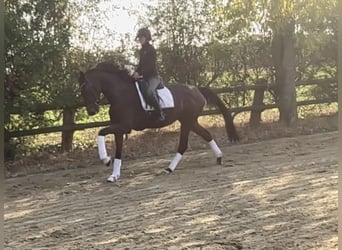 Hannoveraner, Stute, 4 Jahre, 170 cm, Brauner